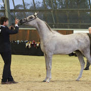 AUSTRALIAN ARABIAN NATIONAL CHAMPIONSHIPS - 2019 - HIGHLIGHTS