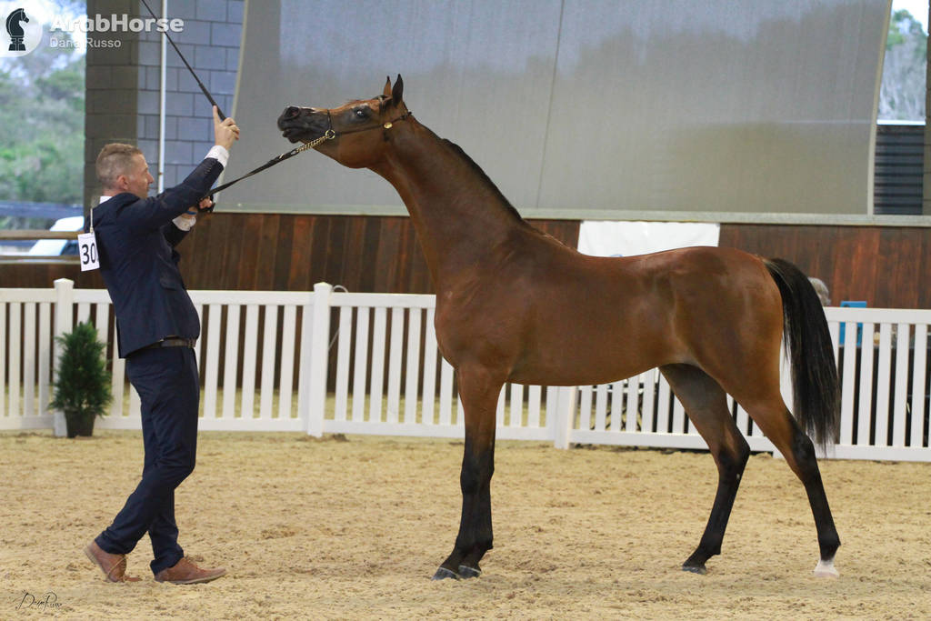 AUSTRALIAN ARABIAN NATIONAL CHAMPIONSHIPS - 2019 - HIGHLIGHTS