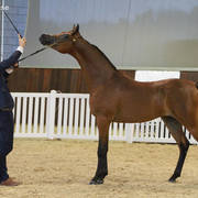 AUSTRALIAN ARABIAN NATIONAL CHAMPIONSHIPS - 2019 - HIGHLIGHTS