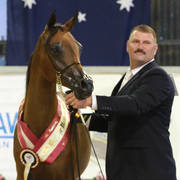 AUSTRALIAN ARABIAN NATIONAL CHAMPIONSHIPS - 2019 - HIGHLIGHTS