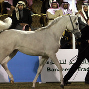 2008 The Al Khalediah Arabian Horse Show 