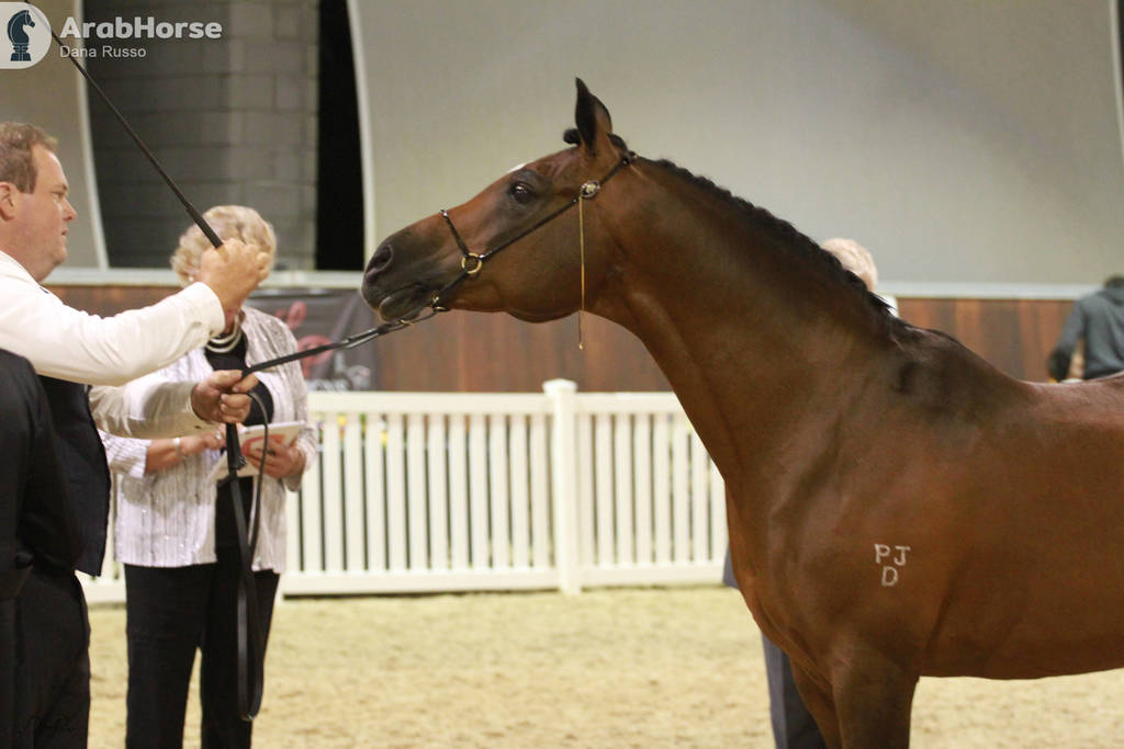 AUSTRALIAN ARABIAN NATIONAL CHAMPIONSHIPS - 2019 - HIGHLIGHTS