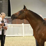 AUSTRALIAN ARABIAN NATIONAL CHAMPIONSHIPS - 2019 - HIGHLIGHTS