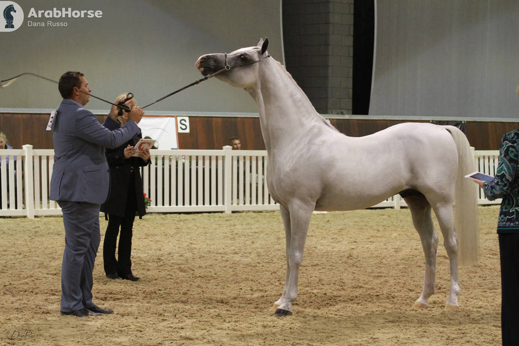 AUSTRALIAN ARABIAN NATIONAL CHAMPIONSHIPS - 2019 - HIGHLIGHTS
