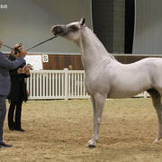 AUSTRALIAN ARABIAN NATIONAL CHAMPIONSHIPS - 2019 - HIGHLIGHTS