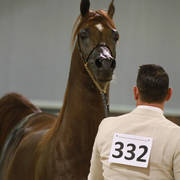 AUSTRALIAN ARABIAN NATIONAL CHAMPIONSHIPS - 2019 - HIGHLIGHTS