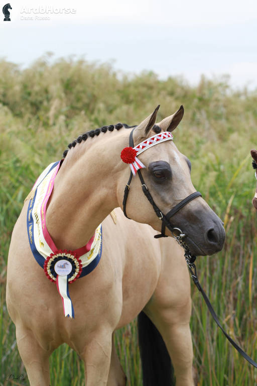 AUSTRALIAN ARABIAN NATIONAL CHAMPIONSHIPS - 2019 - HIGHLIGHTS