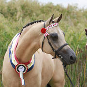 AUSTRALIAN ARABIAN NATIONAL CHAMPIONSHIPS - 2019 - HIGHLIGHTS