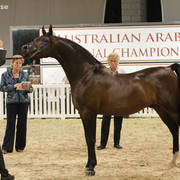 AUSTRALIAN ARABIAN NATIONAL CHAMPIONSHIPS - 2019 - HIGHLIGHTS