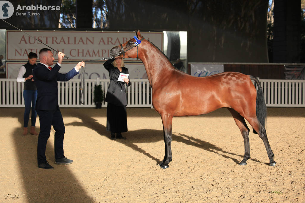 AUSTRALIAN ARABIAN NATIONAL CHAMPIONSHIPS - 2019 - HIGHLIGHTS