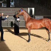 AUSTRALIAN ARABIAN NATIONAL CHAMPIONSHIPS - 2019 - HIGHLIGHTS