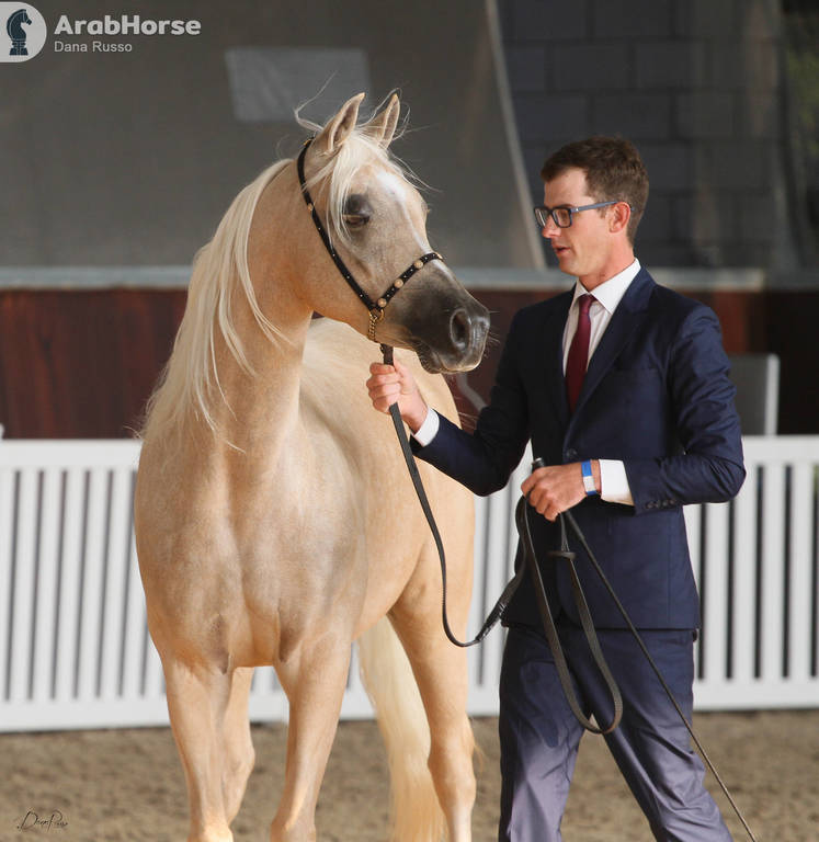 AUSTRALIAN ARABIAN NATIONAL CHAMPIONSHIPS - 2019 - HIGHLIGHTS