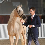 AUSTRALIAN ARABIAN NATIONAL CHAMPIONSHIPS - 2019 - HIGHLIGHTS