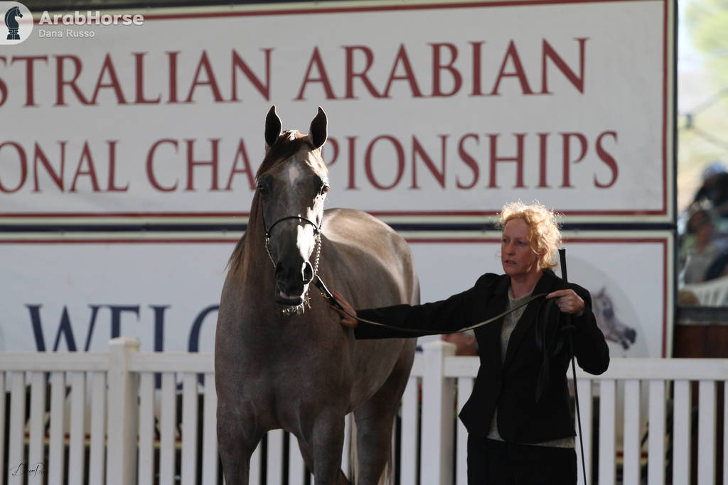 AUSTRALIAN ARABIAN NATIONAL CHAMPIONSHIPS - 2019 - HIGHLIGHTS