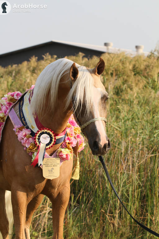AUSTRALIAN ARABIAN NATIONAL CHAMPIONSHIPS - 2019 - HIGHLIGHTS