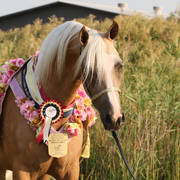 AUSTRALIAN ARABIAN NATIONAL CHAMPIONSHIPS - 2019 - HIGHLIGHTS