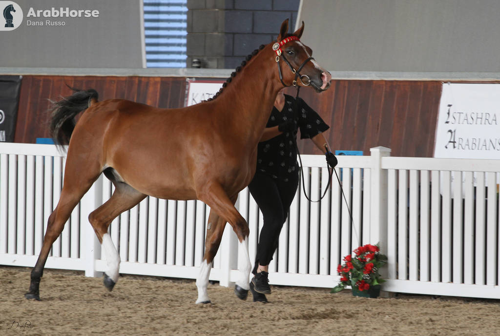 AUSTRALIAN ARABIAN NATIONAL CHAMPIONSHIPS - 2019 - HIGHLIGHTS