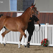 AUSTRALIAN ARABIAN NATIONAL CHAMPIONSHIPS - 2019 - HIGHLIGHTS