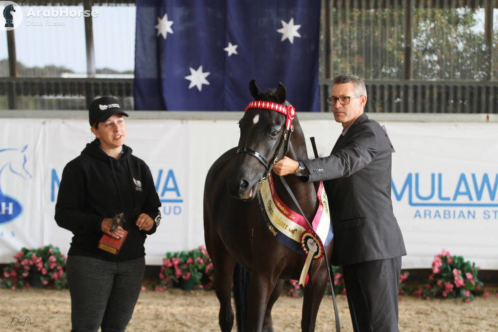 AUSTRALIAN ARABIAN NATIONAL CHAMPIONSHIPS - 2019 - HIGHLIGHTS
