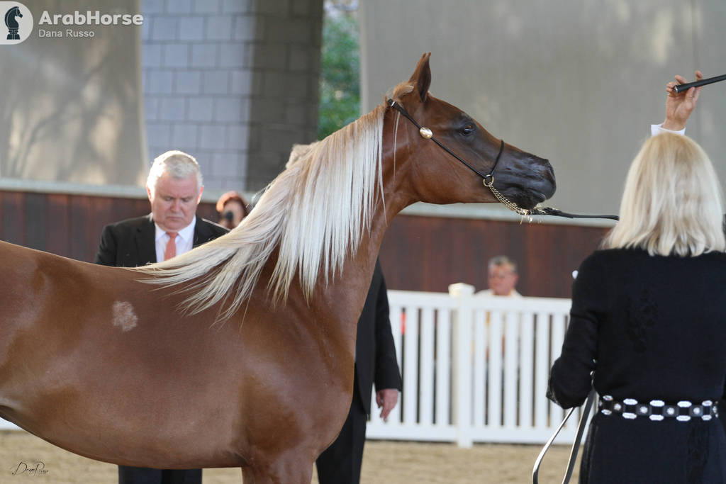AUSTRALIAN ARABIAN NATIONAL CHAMPIONSHIPS - 2019 - HIGHLIGHTS