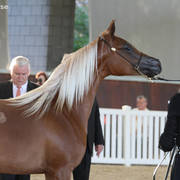 AUSTRALIAN ARABIAN NATIONAL CHAMPIONSHIPS - 2019 - HIGHLIGHTS
