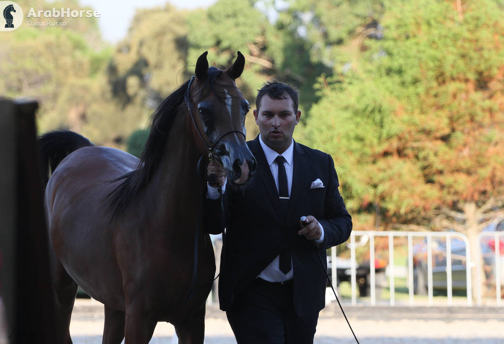 AUSTRALIAN ARABIAN NATIONAL CHAMPIONSHIPS - 2019 - HIGHLIGHTS