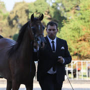 AUSTRALIAN ARABIAN NATIONAL CHAMPIONSHIPS - 2019 - HIGHLIGHTS