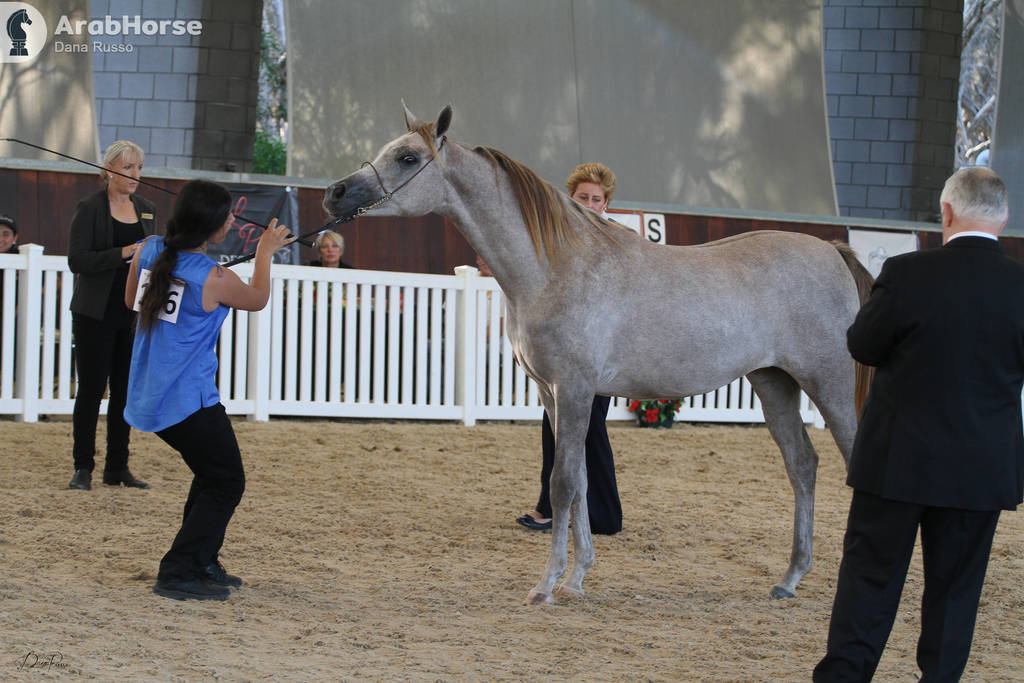 AUSTRALIAN ARABIAN NATIONAL CHAMPIONSHIPS - 2019 - HIGHLIGHTS