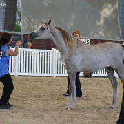AUSTRALIAN ARABIAN NATIONAL CHAMPIONSHIPS - 2019 - HIGHLIGHTS