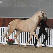 AUSTRALIAN ARABIAN NATIONAL CHAMPIONSHIPS - 2019 - HIGHLIGHTS
