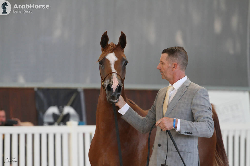 AUSTRALIAN ARABIAN NATIONAL CHAMPIONSHIPS - 2019 - HIGHLIGHTS
