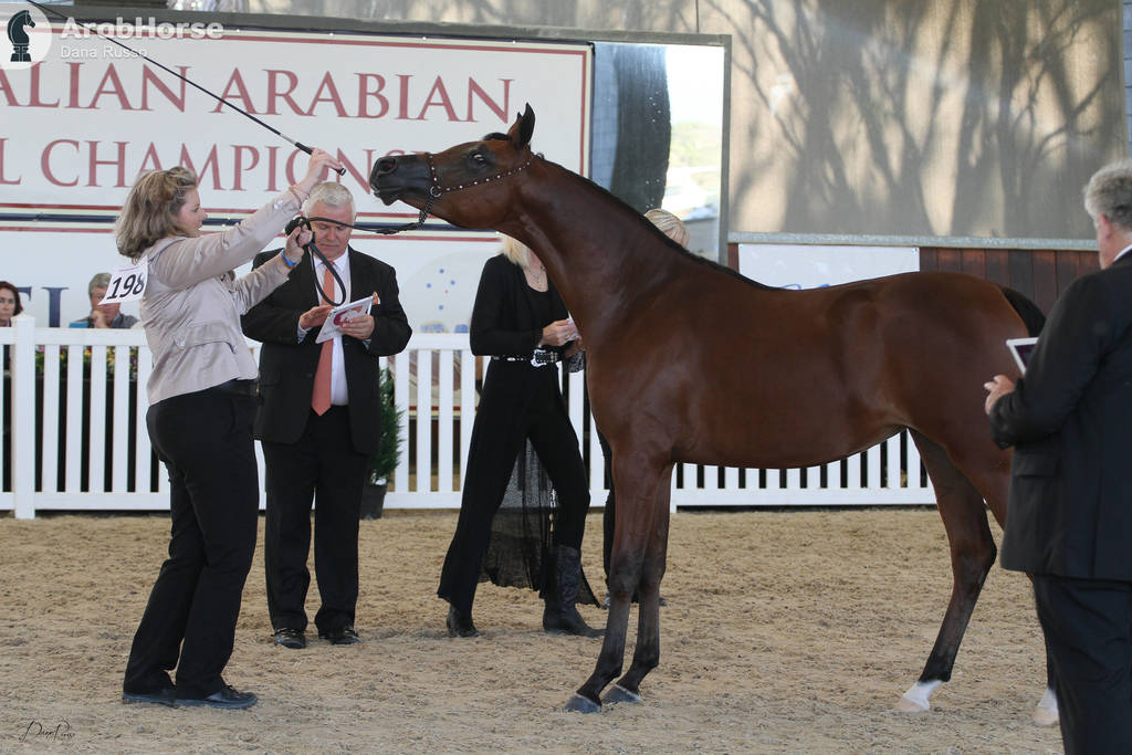 AUSTRALIAN ARABIAN NATIONAL CHAMPIONSHIPS - 2019 - HIGHLIGHTS