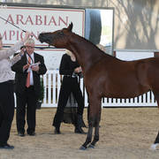 AUSTRALIAN ARABIAN NATIONAL CHAMPIONSHIPS - 2019 - HIGHLIGHTS