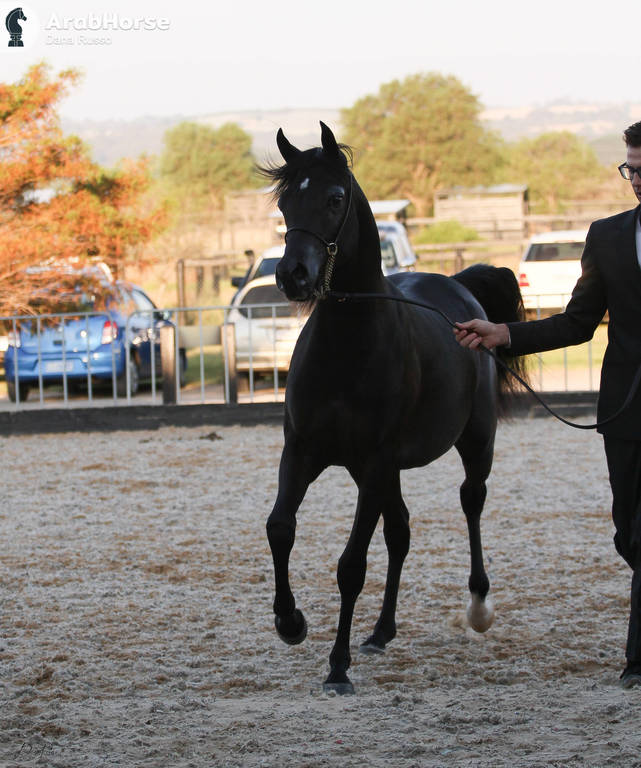 AUSTRALIAN ARABIAN NATIONAL CHAMPIONSHIPS - 2019 - HIGHLIGHTS