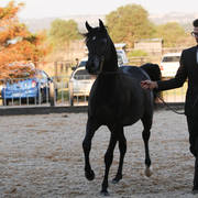 AUSTRALIAN ARABIAN NATIONAL CHAMPIONSHIPS - 2019 - HIGHLIGHTS