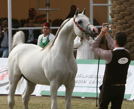 2008 The Al Khalediah Arabian Horse Show 