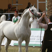 2008 The Al Khalediah Arabian Horse Show 