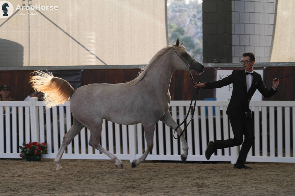 AUSTRALIAN ARABIAN NATIONAL CHAMPIONSHIPS - 2019 - HIGHLIGHTS