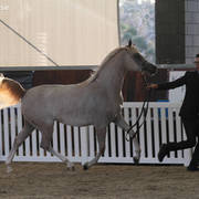 AUSTRALIAN ARABIAN NATIONAL CHAMPIONSHIPS - 2019 - HIGHLIGHTS