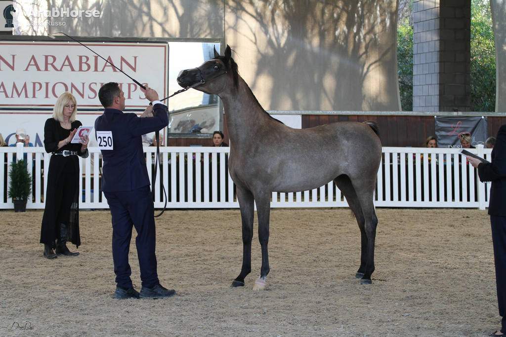 AUSTRALIAN ARABIAN NATIONAL CHAMPIONSHIPS - 2019 - HIGHLIGHTS