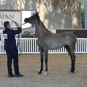 AUSTRALIAN ARABIAN NATIONAL CHAMPIONSHIPS - 2019 - HIGHLIGHTS
