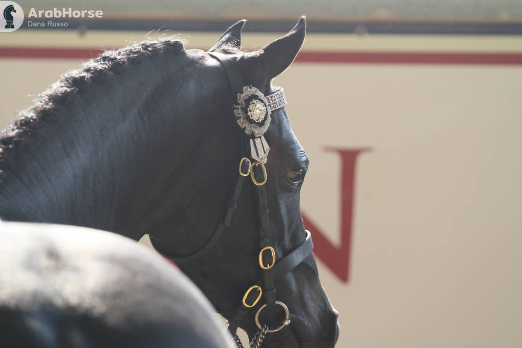 AUSTRALIAN ARABIAN NATIONAL CHAMPIONSHIPS - 2019 - HIGHLIGHTS