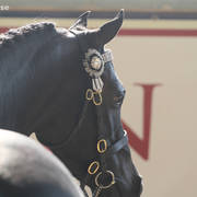 AUSTRALIAN ARABIAN NATIONAL CHAMPIONSHIPS - 2019 - HIGHLIGHTS