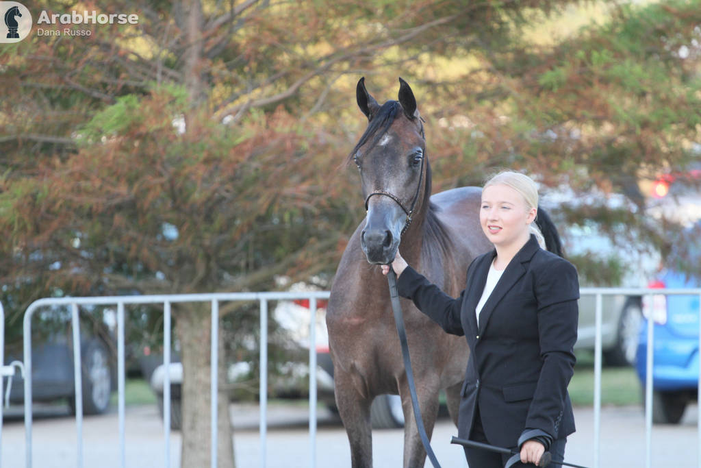 AUSTRALIAN ARABIAN NATIONAL CHAMPIONSHIPS - 2019 - HIGHLIGHTS