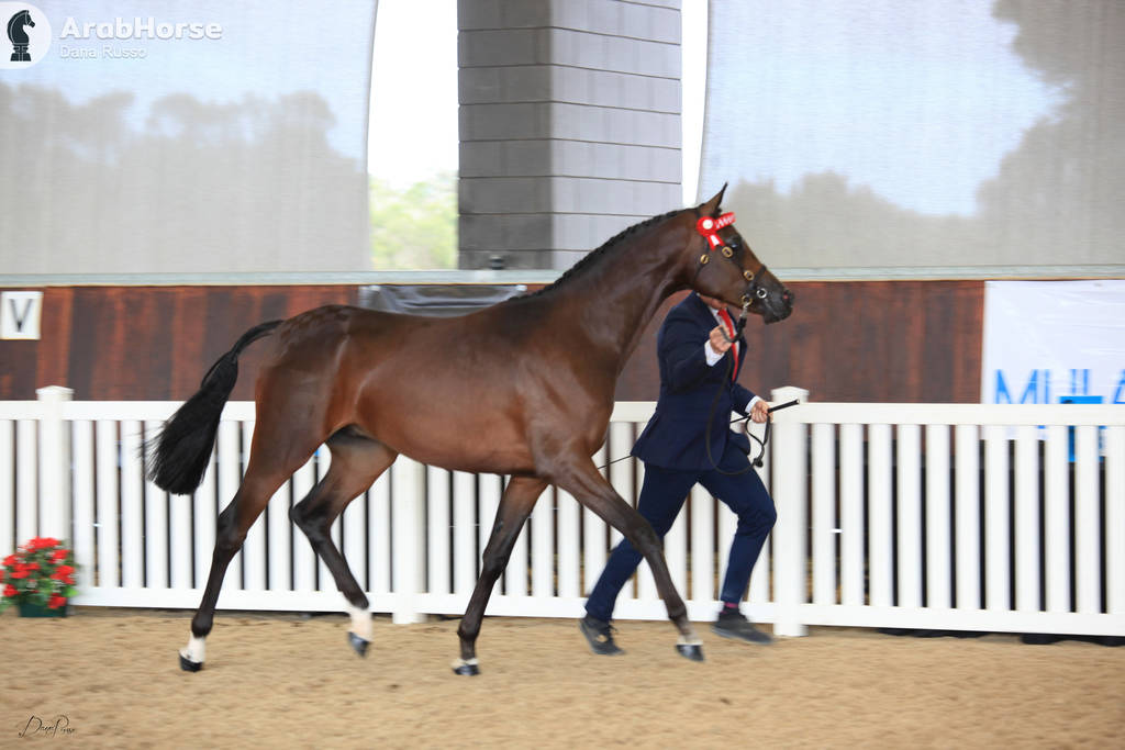 AUSTRALIAN ARABIAN NATIONAL CHAMPIONSHIPS - 2019 - HIGHLIGHTS