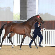 AUSTRALIAN ARABIAN NATIONAL CHAMPIONSHIPS - 2019 - HIGHLIGHTS