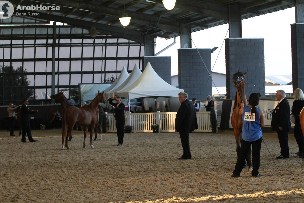 AUSTRALIAN ARABIAN NATIONAL CHAMPIONSHIPS - 2019 - HIGHLIGHTS