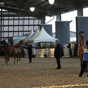 AUSTRALIAN ARABIAN NATIONAL CHAMPIONSHIPS - 2019 - HIGHLIGHTS