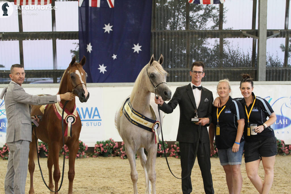 AUSTRALIAN ARABIAN NATIONAL CHAMPIONSHIPS - 2019 - HIGHLIGHTS