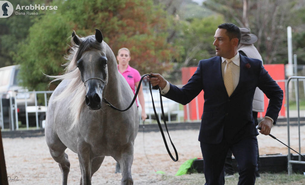 AUSTRALIAN ARABIAN NATIONAL CHAMPIONSHIPS - 2019 - HIGHLIGHTS